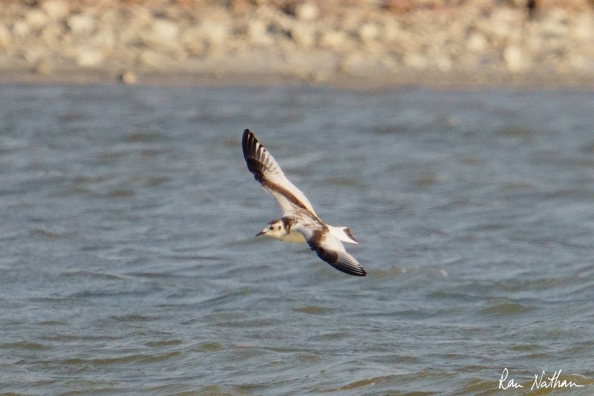 Little Gull - ML645013723