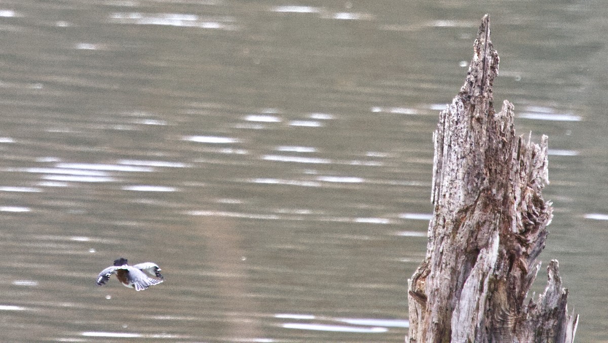 Belted Kingfisher - ML645013732