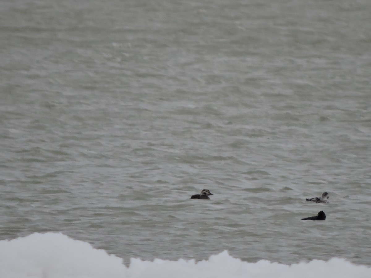 Long-tailed Duck - ML645013742
