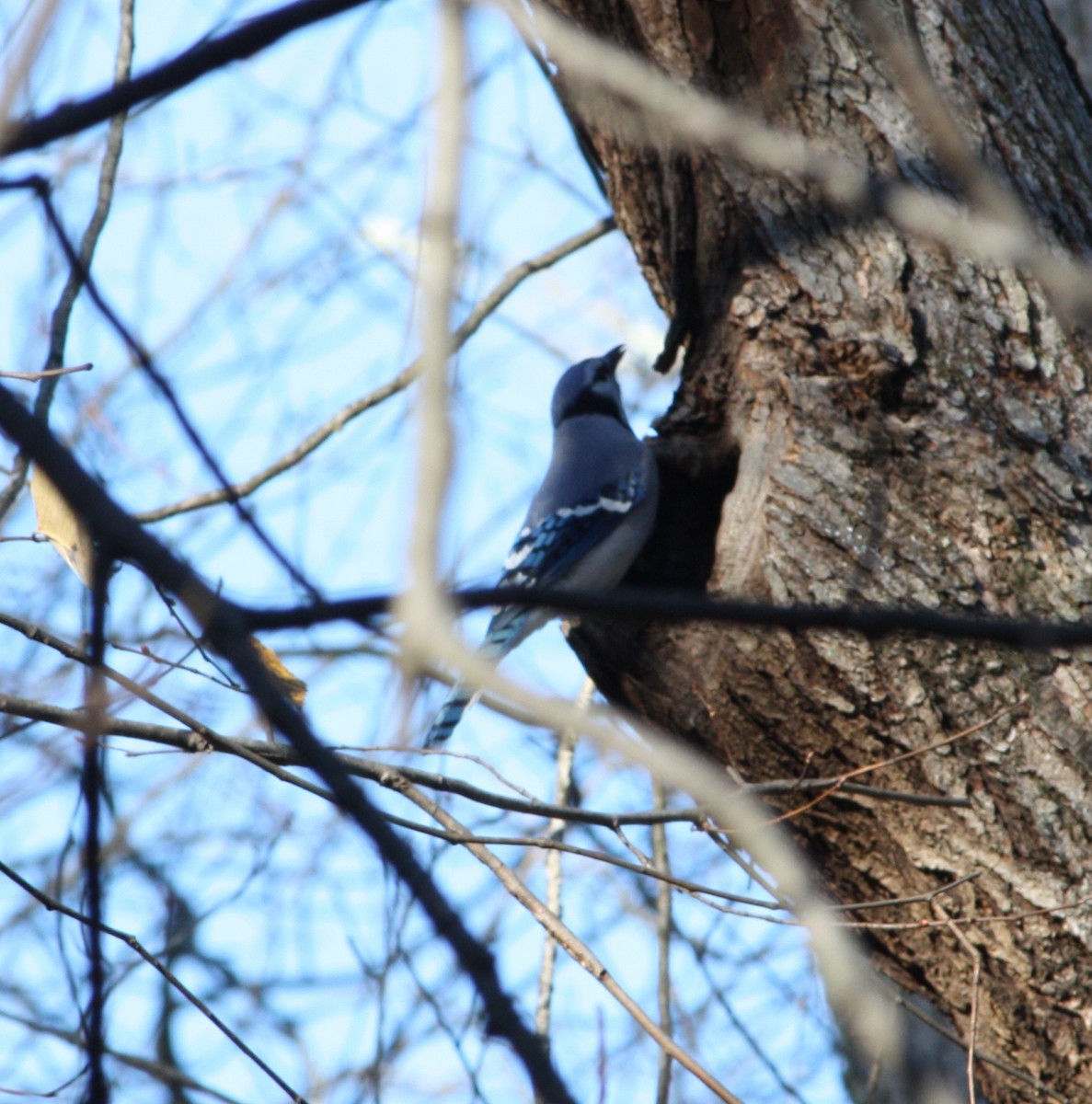 Blue Jay - ML645013745