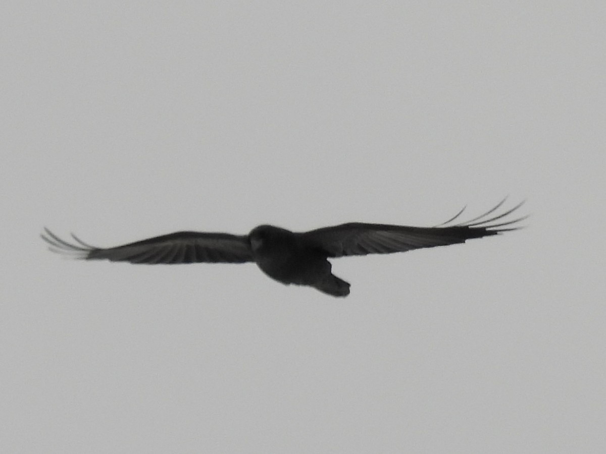 Grand Corbeau - ML645013749