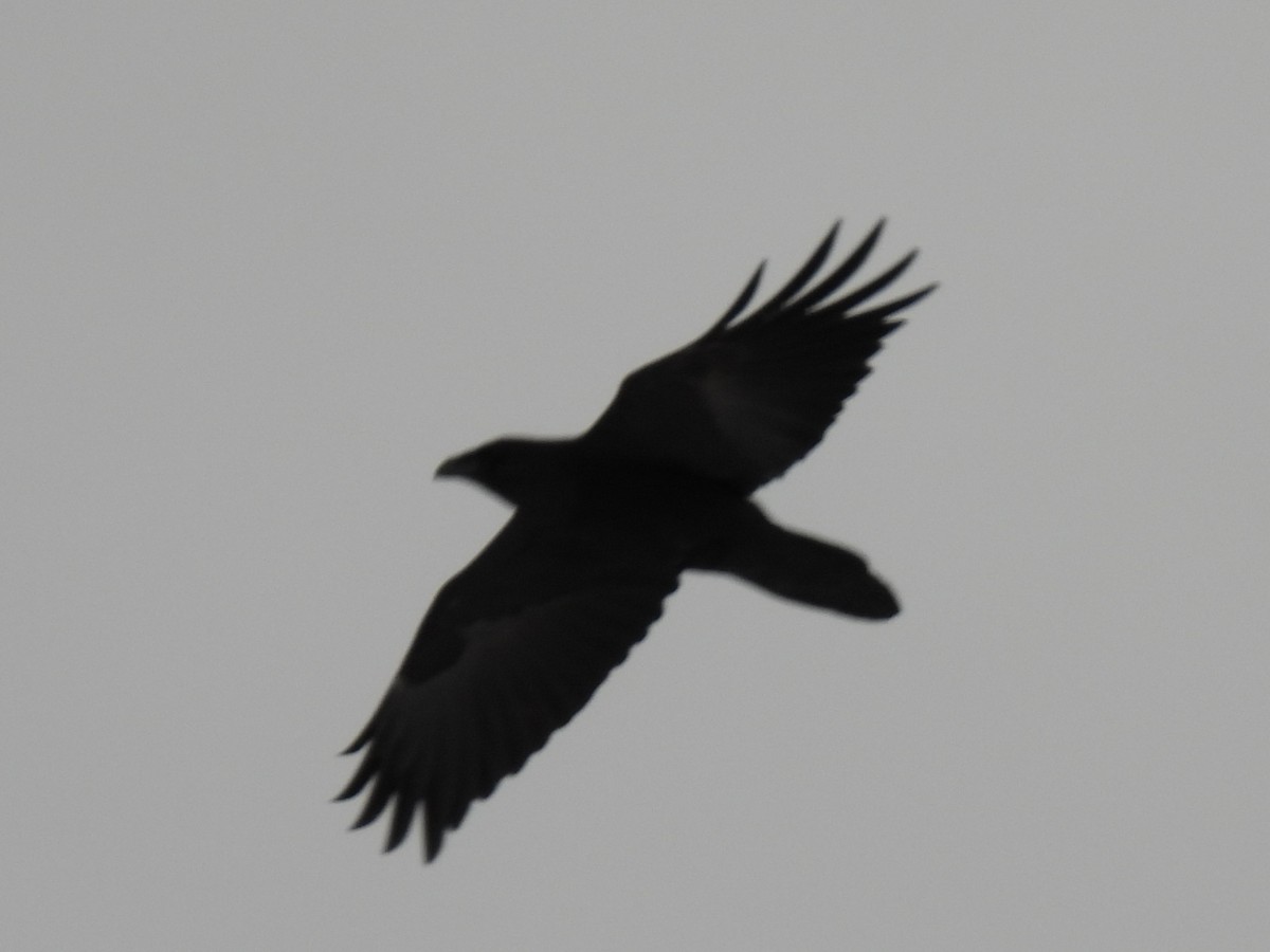 Grand Corbeau - ML645013750