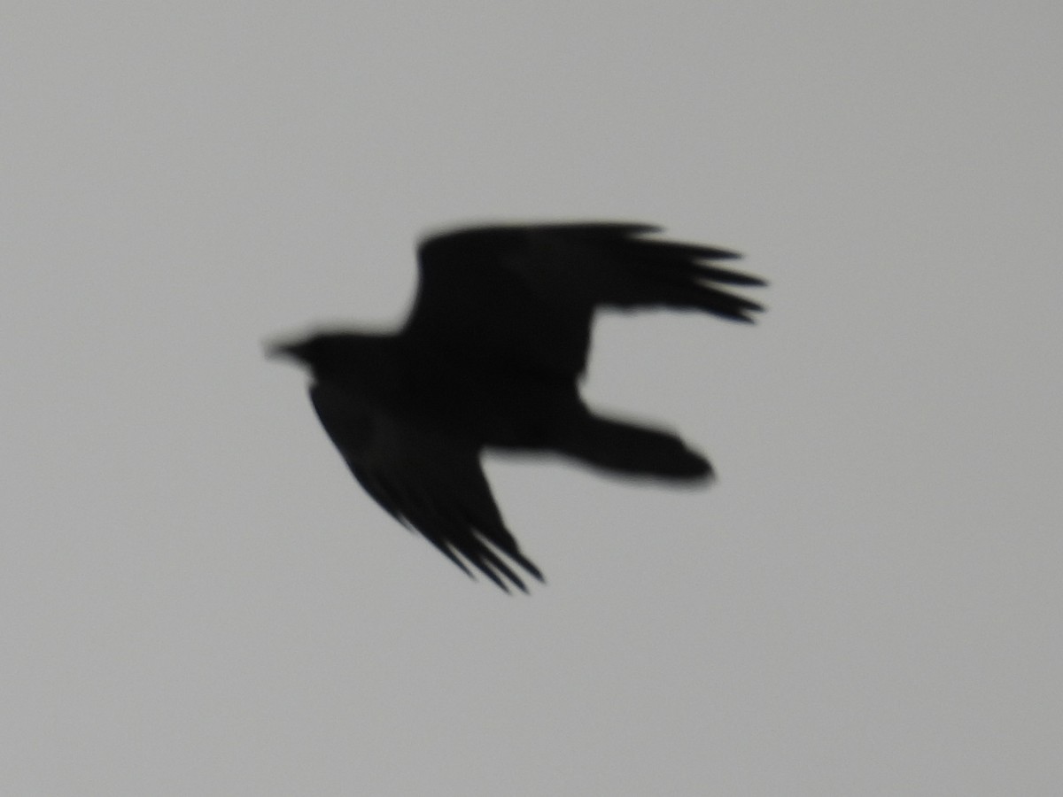 Grand Corbeau - ML645013751