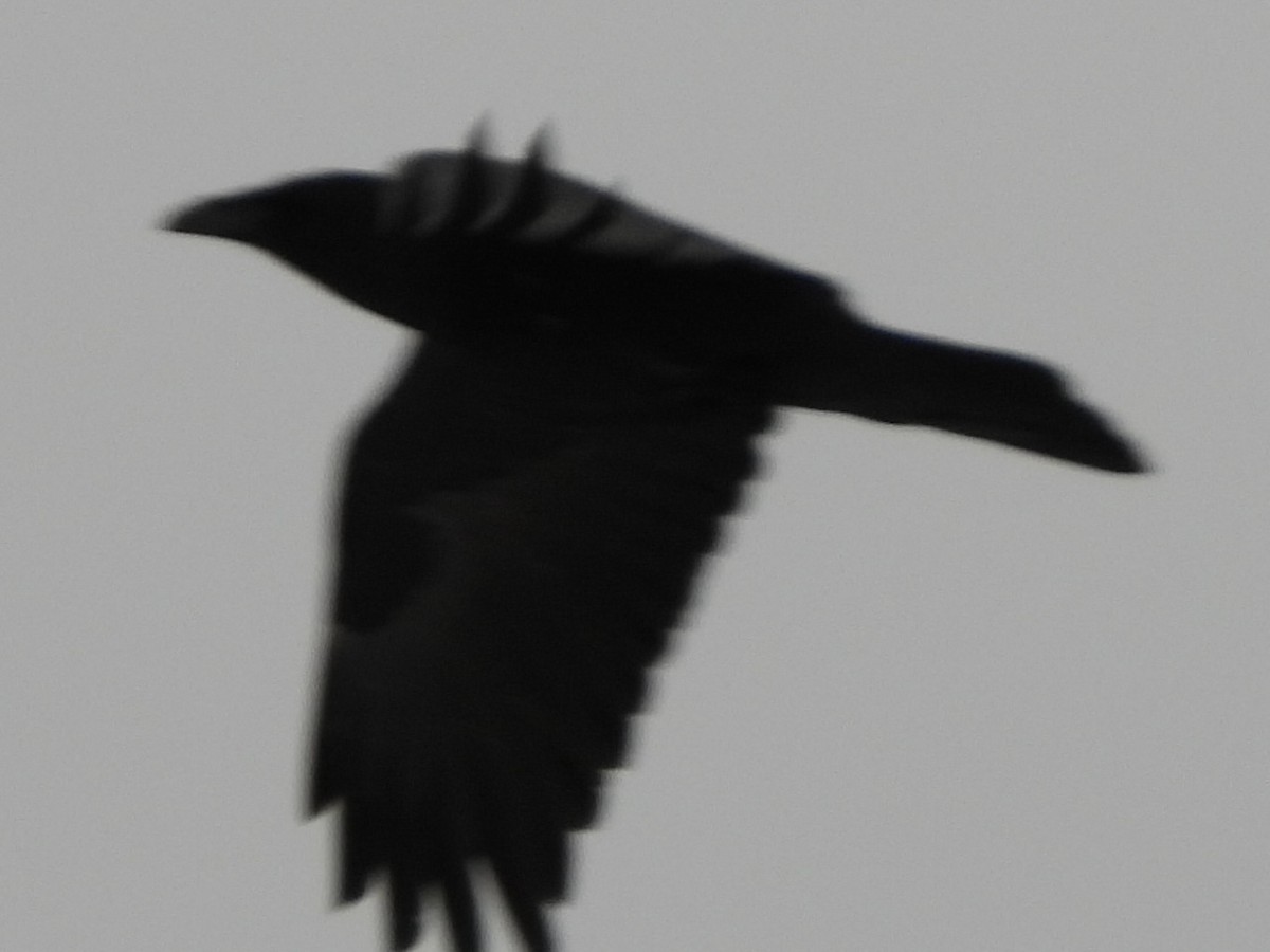 Grand Corbeau - ML645013752