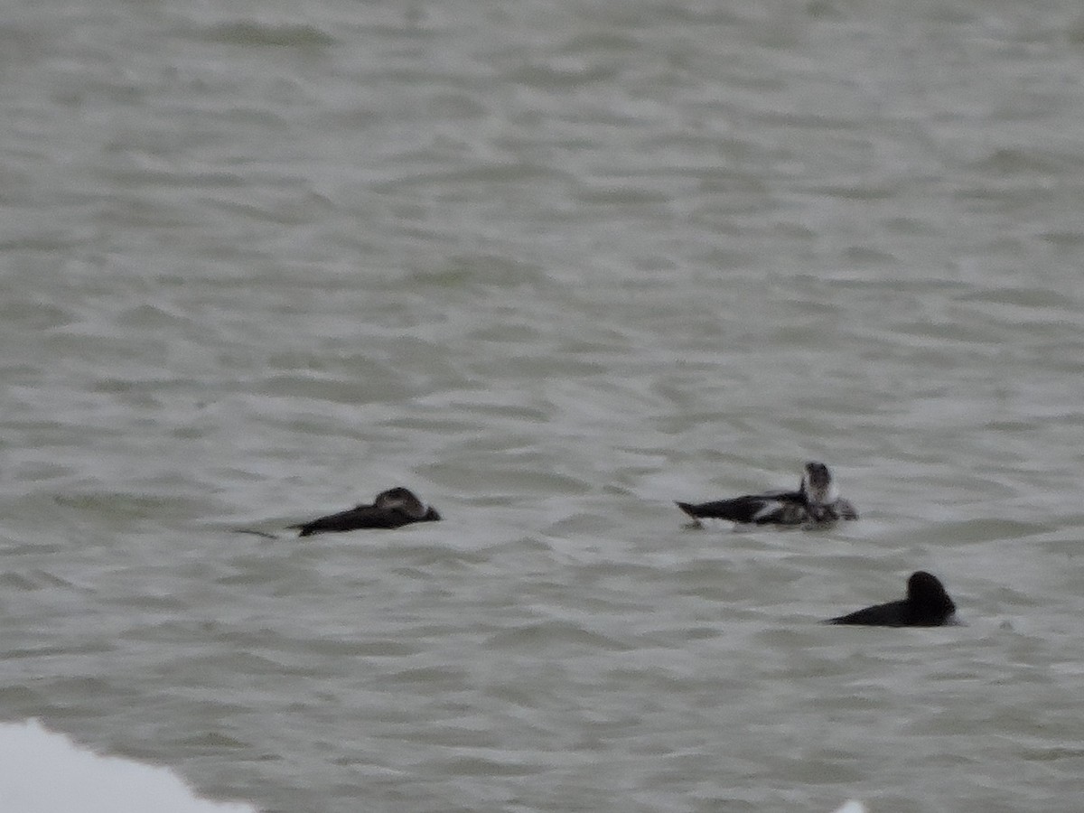 Long-tailed Duck - ML645013759
