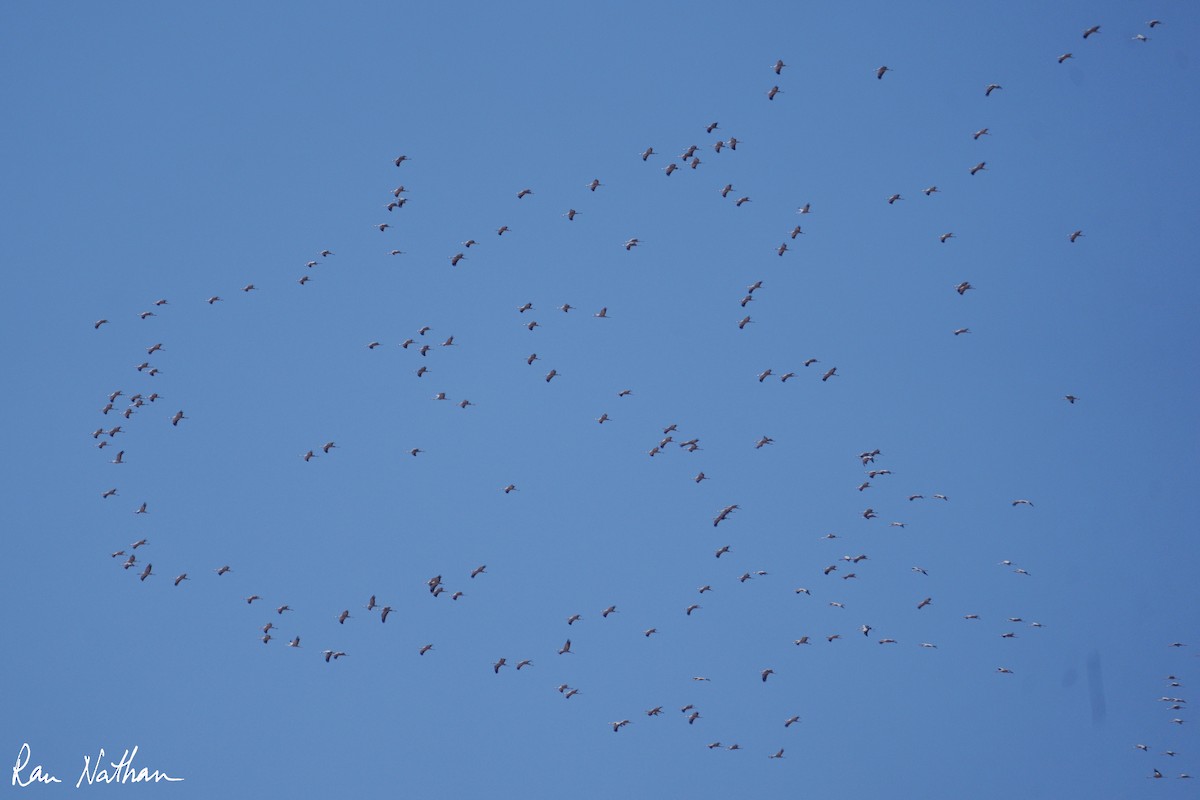 Common Crane - ML645013768