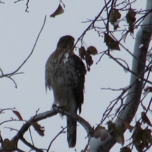 Gavilán de Cooper - ML645013770