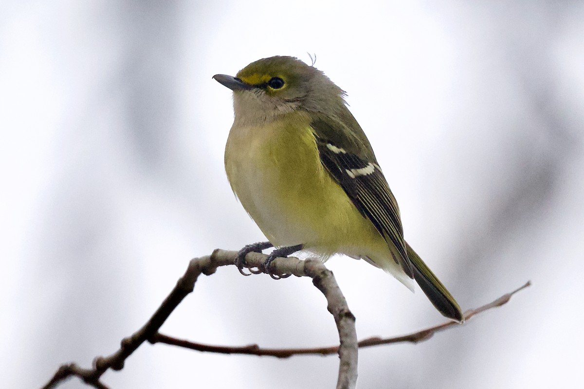 White-eyed Vireo - ML645013775