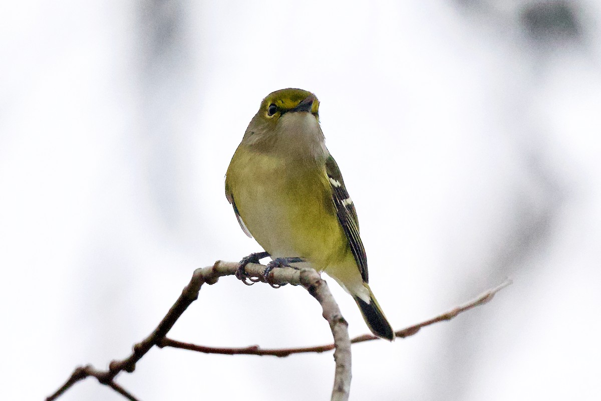 White-eyed Vireo - ML645013776