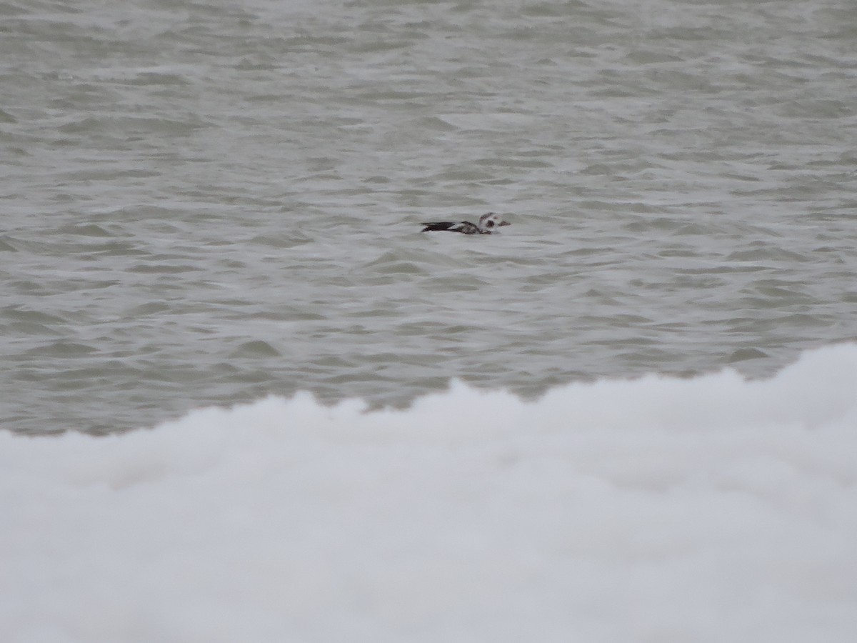 Long-tailed Duck - ML645013790