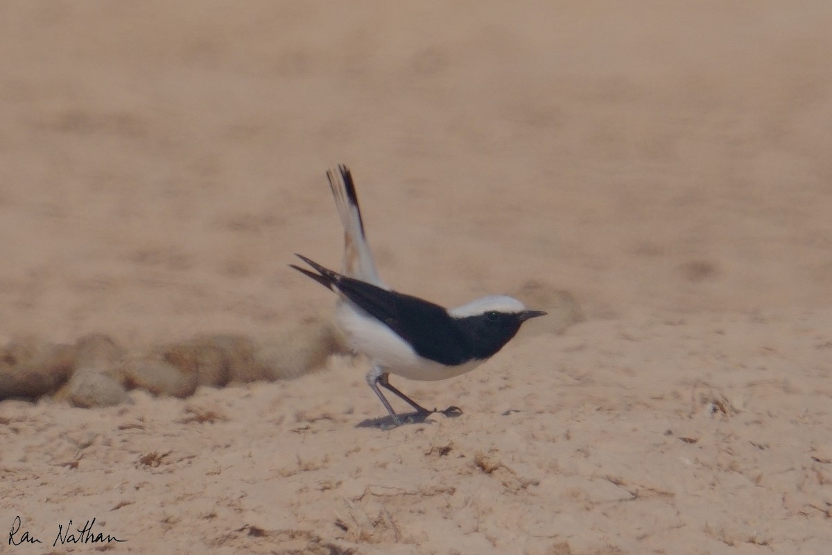 Mourning Wheatear (Mourning) - ML645013801