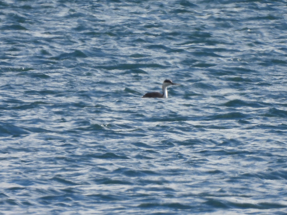 Western Grebe - ML645013802