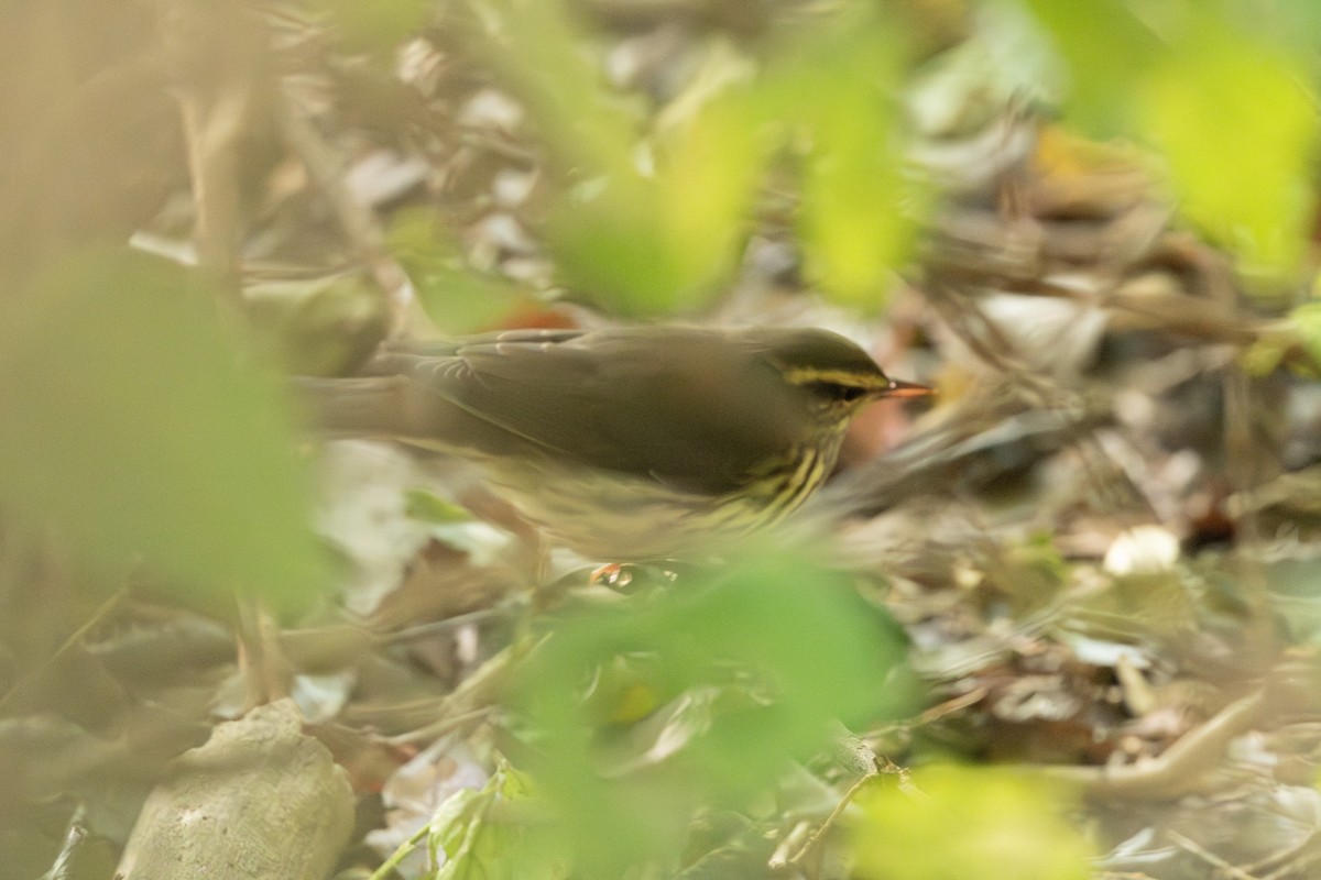Northern Waterthrush - ML645013804