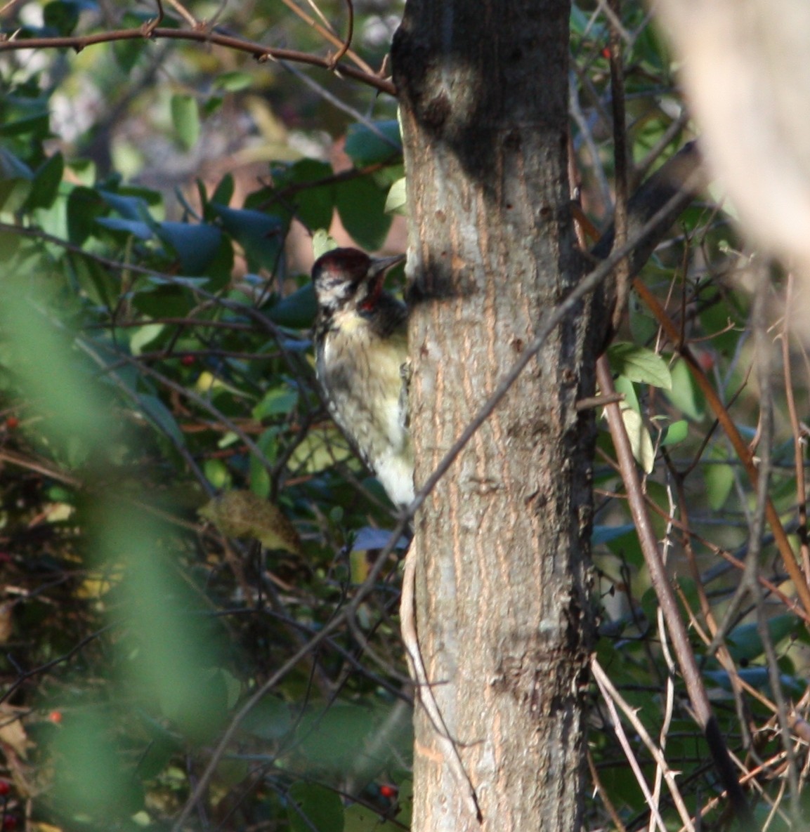 Yellow-bellied Sapsucker - ML645013810