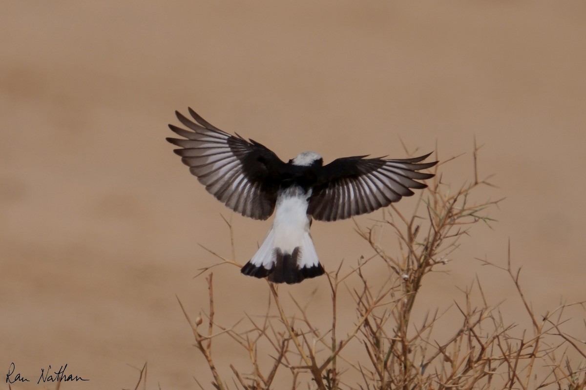 Mourning Wheatear (Mourning) - ML645013812