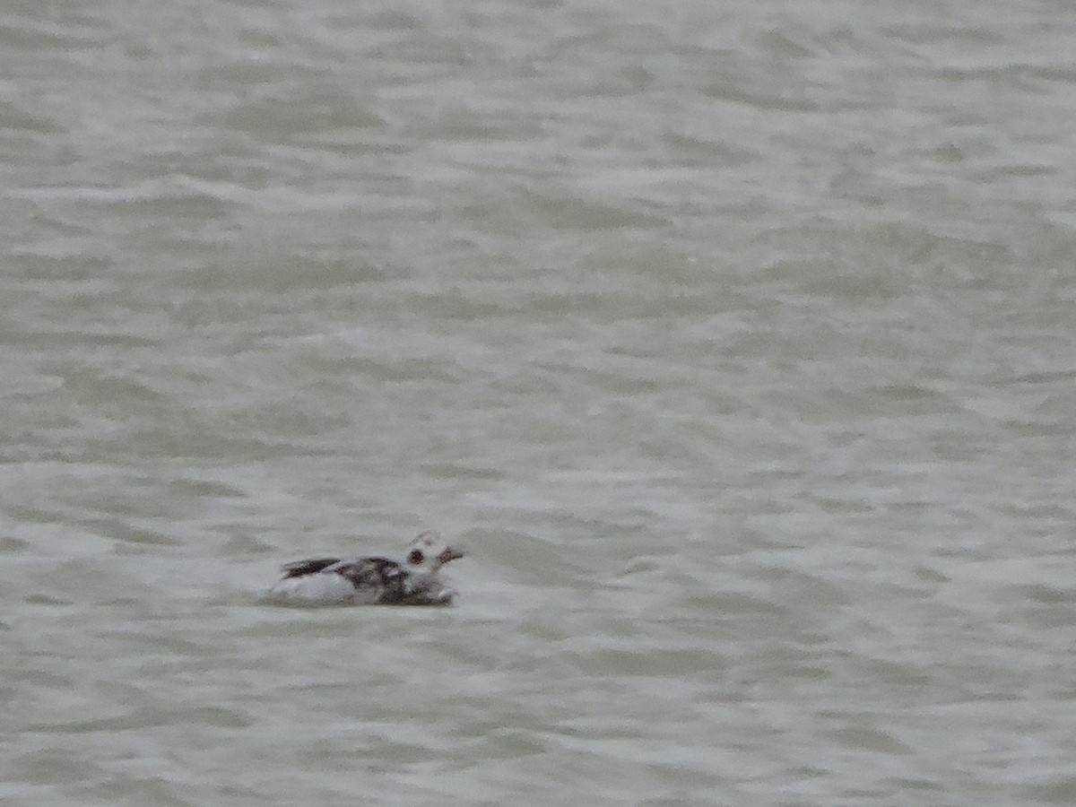 Long-tailed Duck - ML645013816