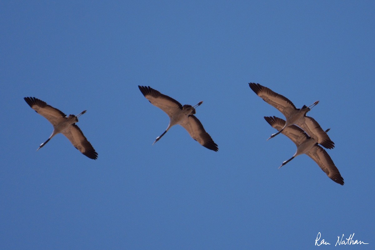 Common Crane - ML645013832