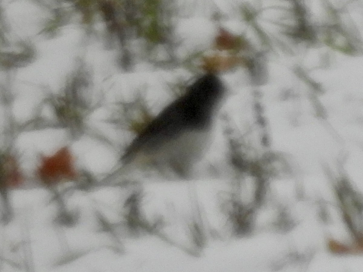 Серый юнко (Серый) - ML645013839