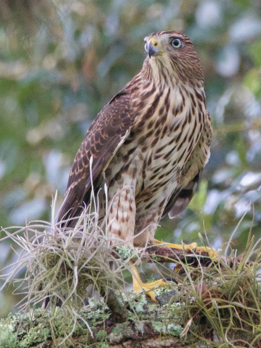 Gavilán de Cooper - ML645013861