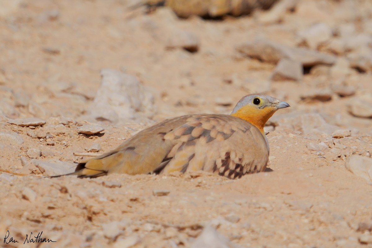 Spotted Sandgrouse - ML645013862