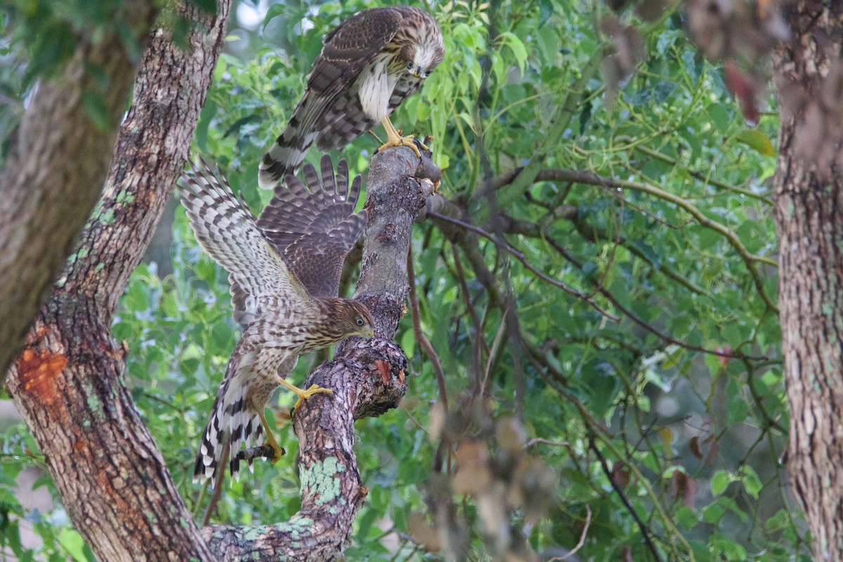 Gavilán de Cooper - ML645013863