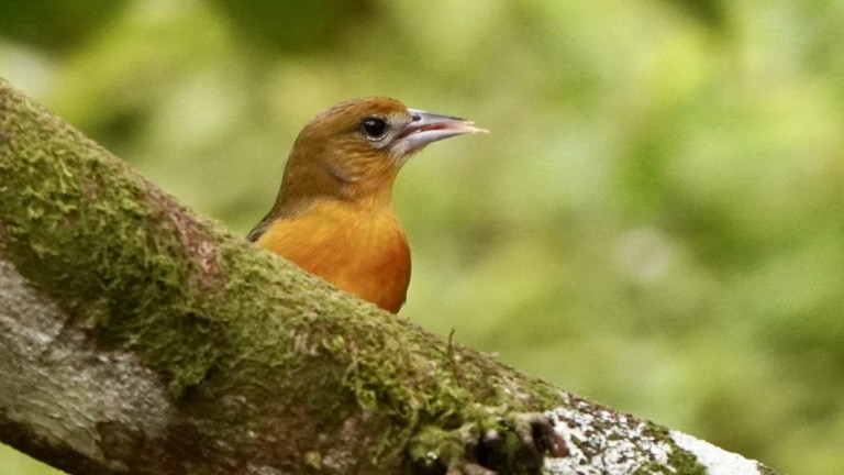 Baltimore Oriole - ML645013864