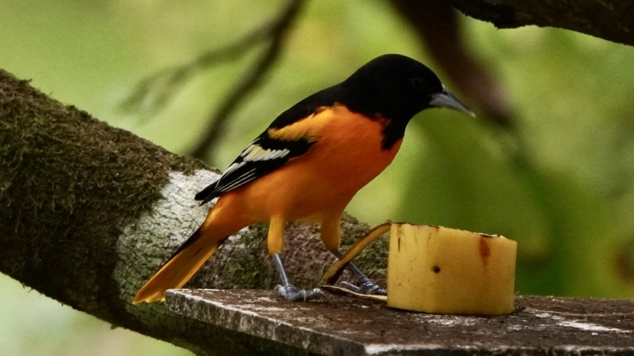 Baltimore Oriole - ML645013865