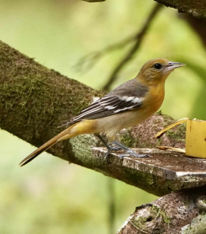 Baltimore Oriole - ML645013866