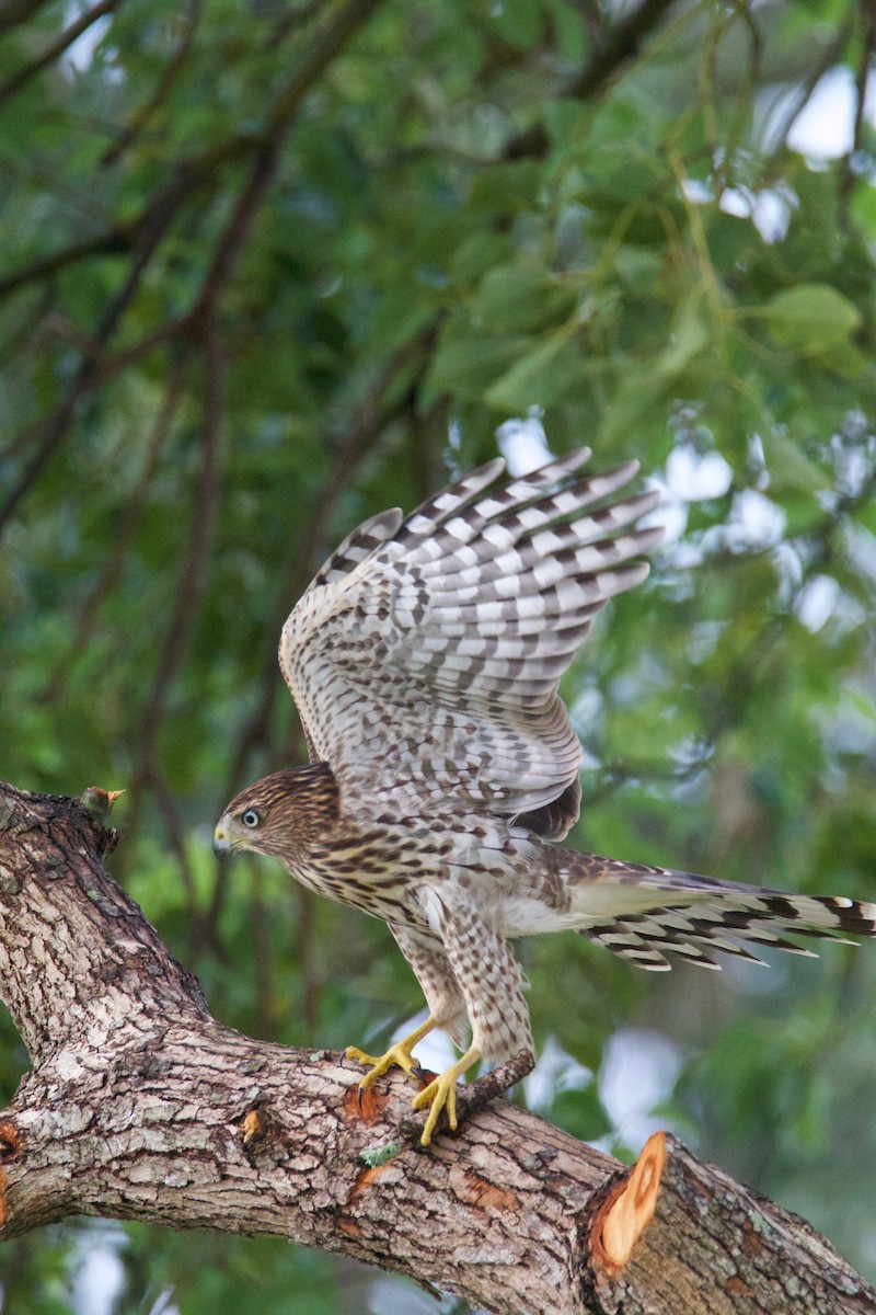 Gavilán de Cooper - ML645013867