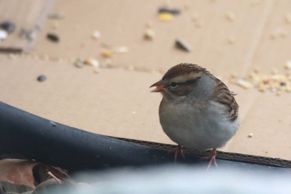 Chipping Sparrow - ML645013870