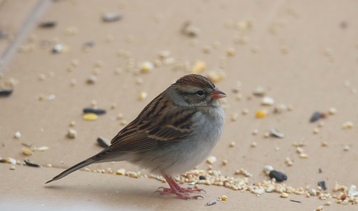 Chipping Sparrow - ML645013871