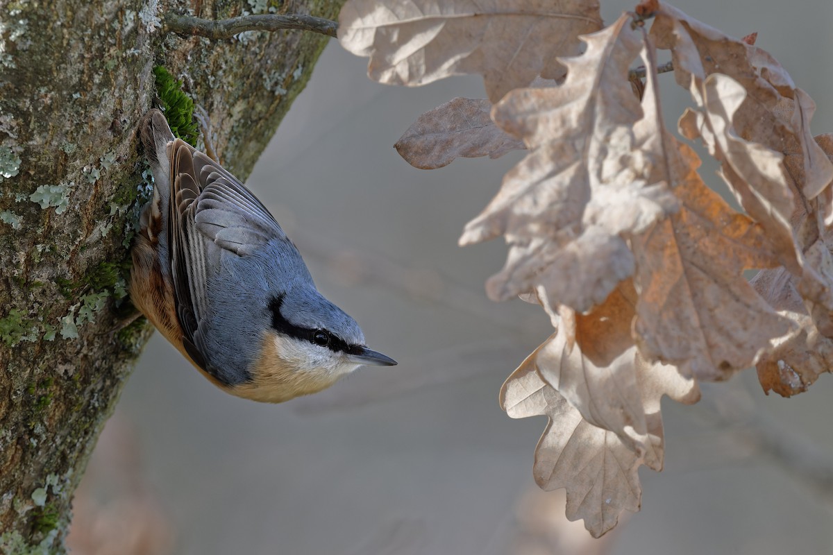 Eurasian Nuthatch - ML645013872