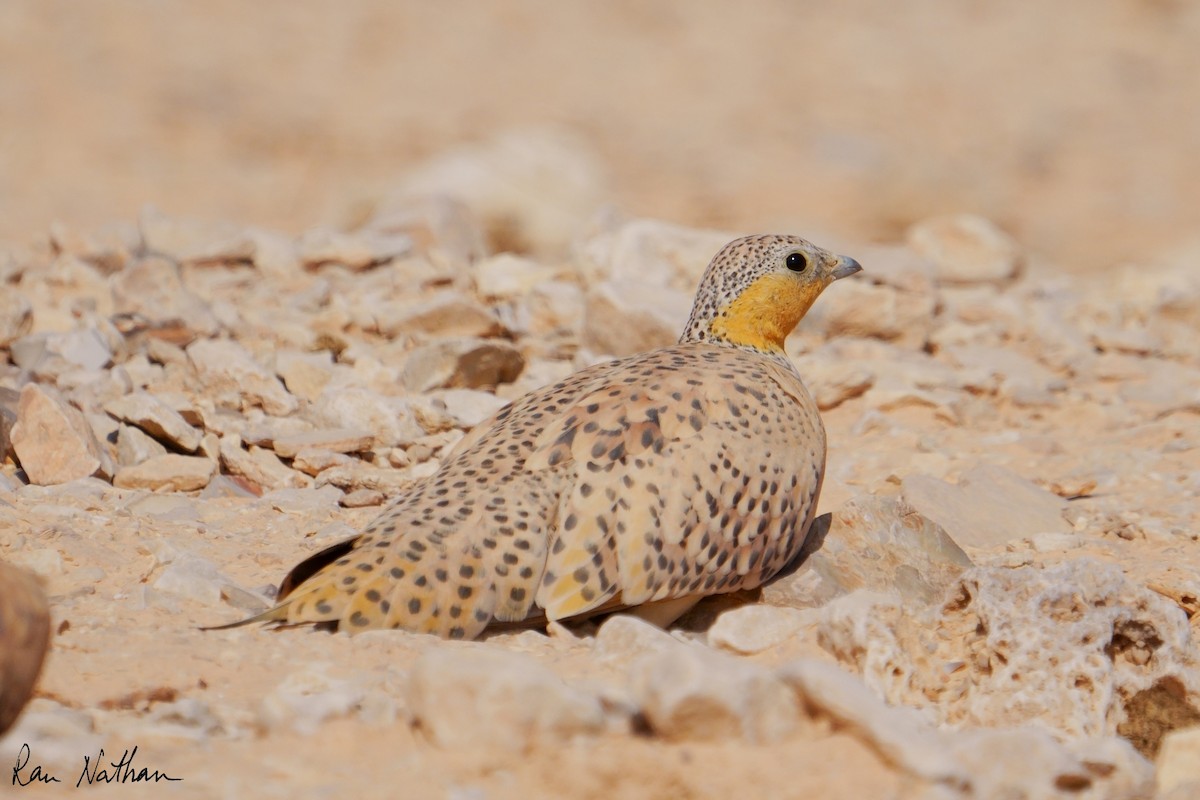 Spotted Sandgrouse - ML645013873
