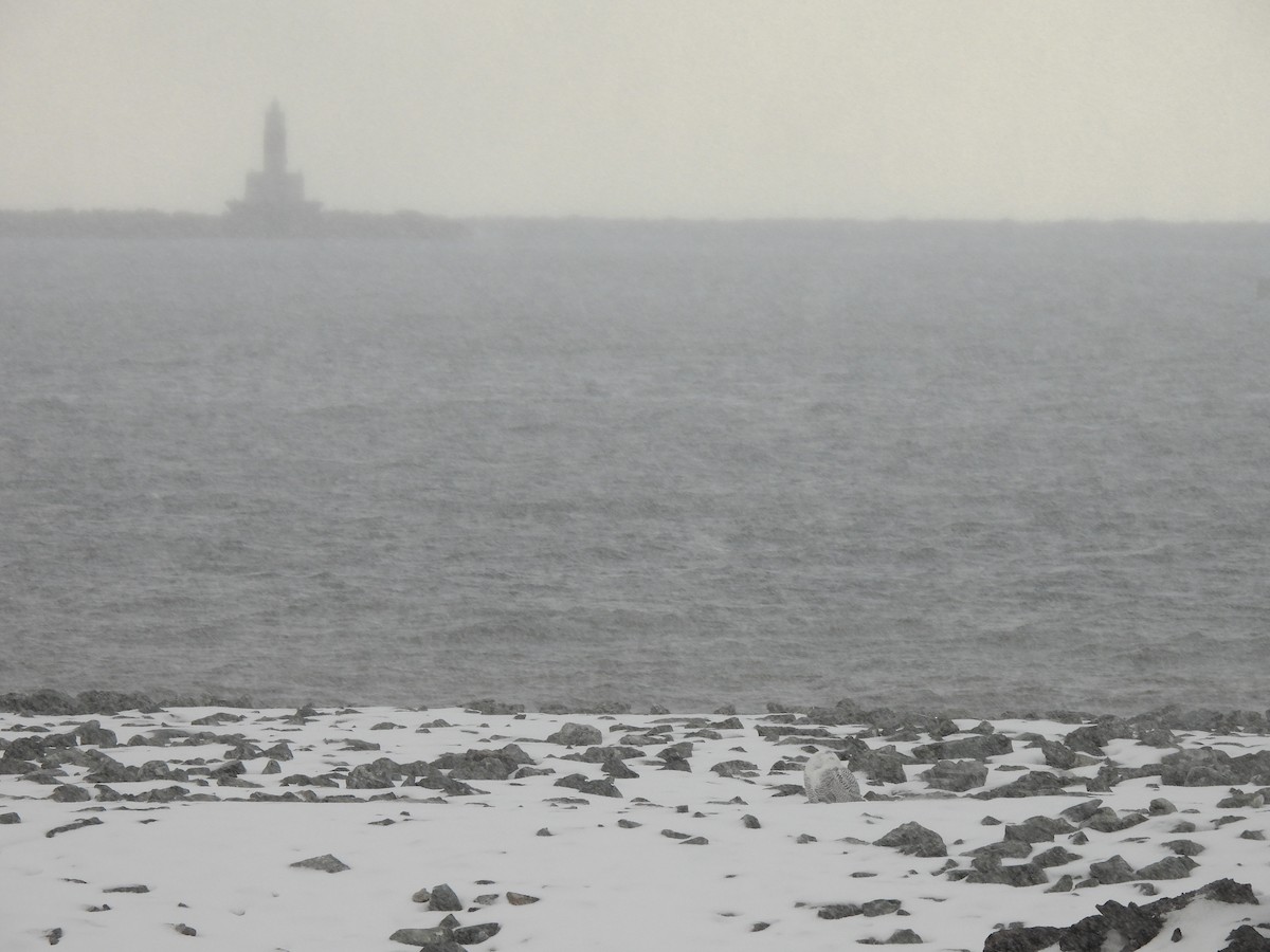 Snowy Owl - ML645013885