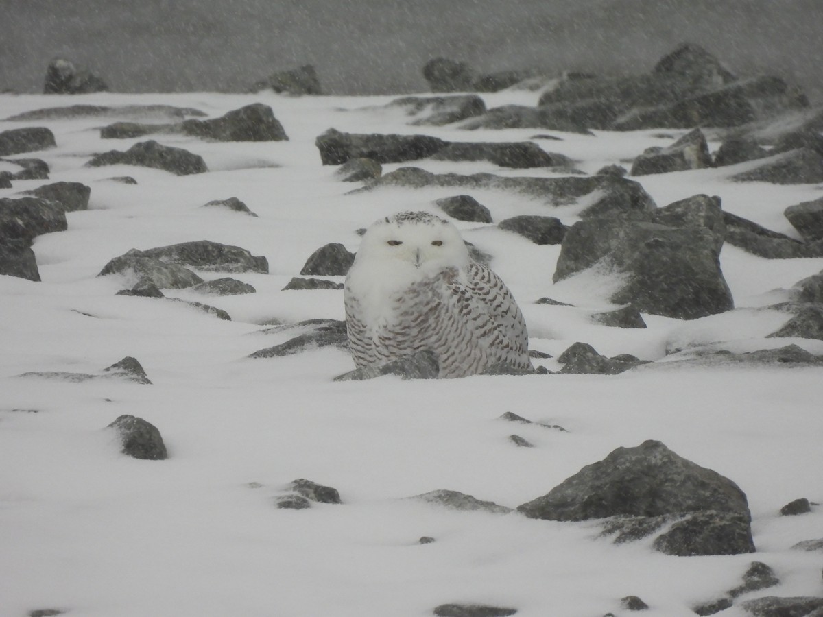 Snowy Owl - ML645013886