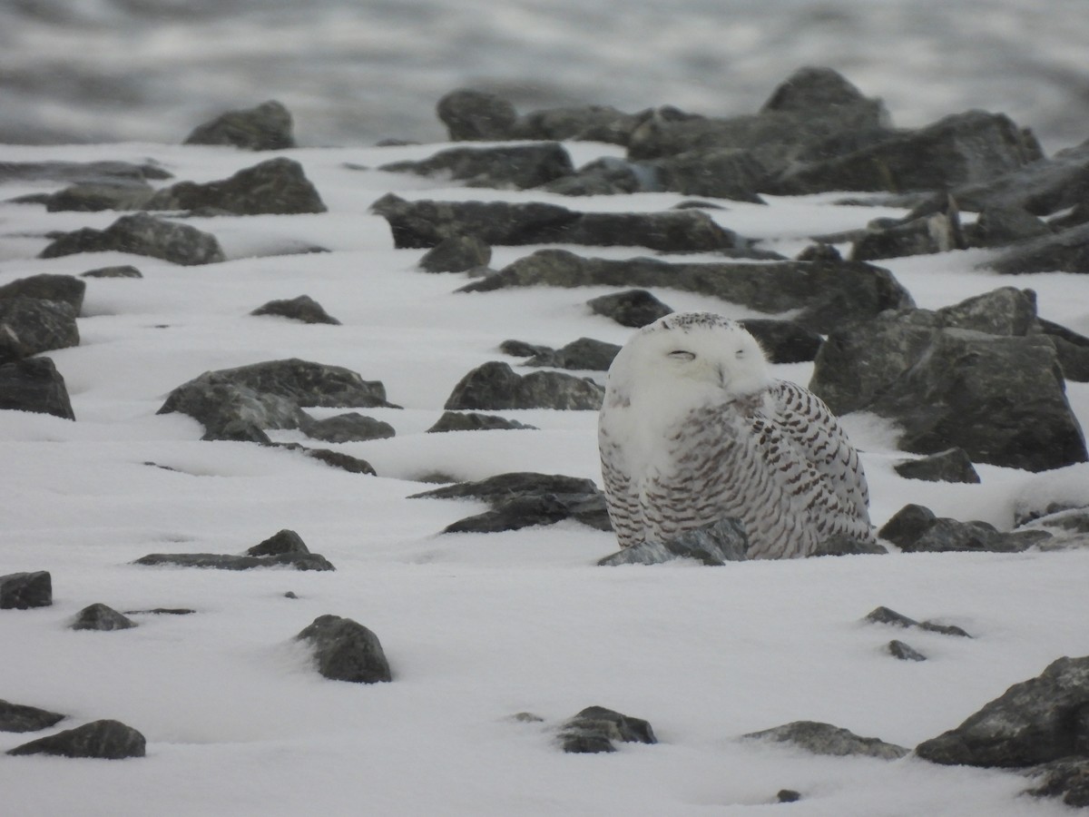 Snowy Owl - ML645013887