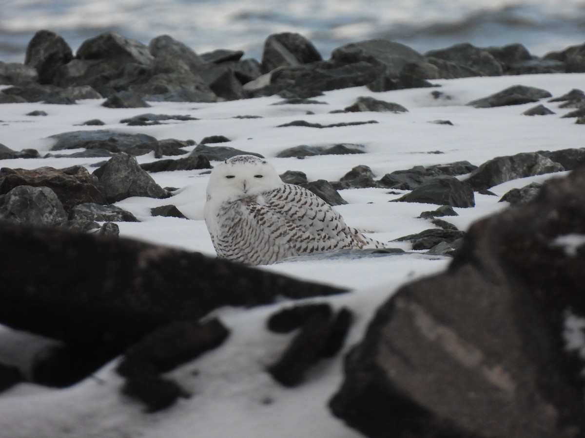 Snowy Owl - ML645013888