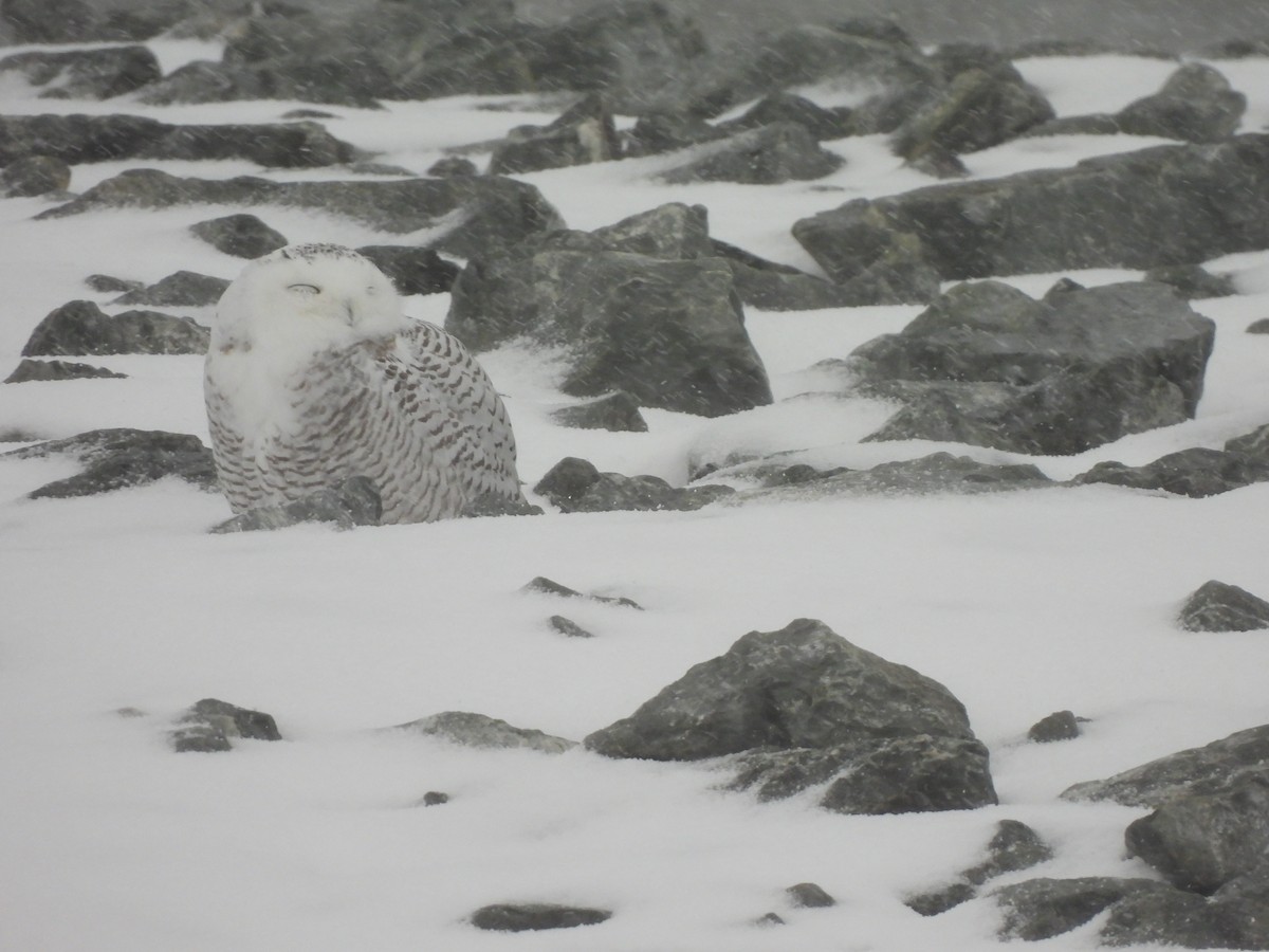Snowy Owl - ML645013889