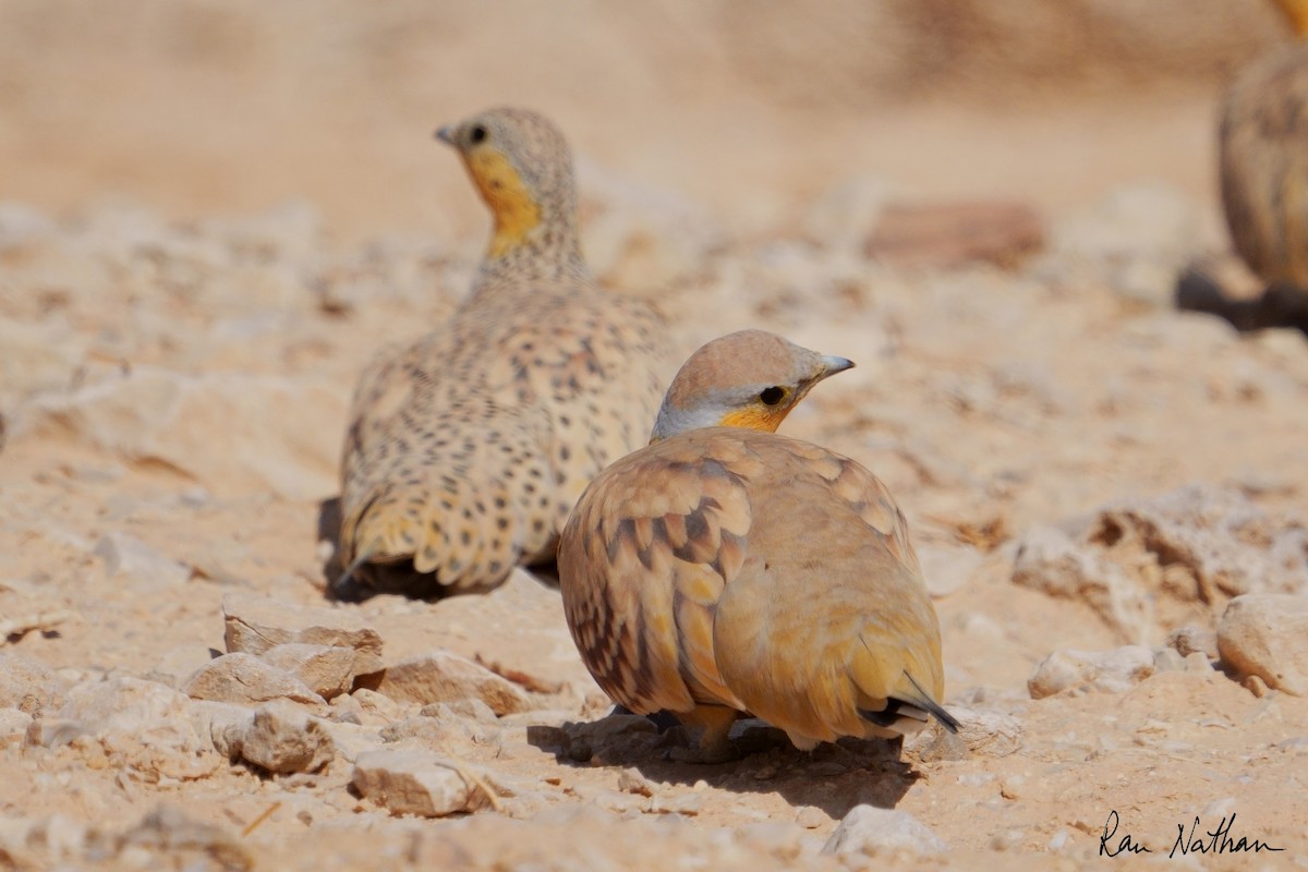 Spotted Sandgrouse - ML645013890