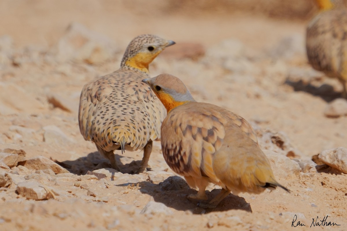 Spotted Sandgrouse - ML645013894