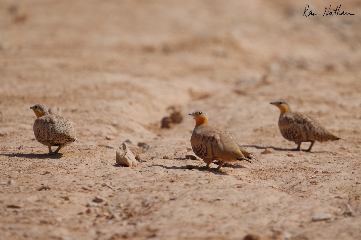 Spotted Sandgrouse - ML645013900