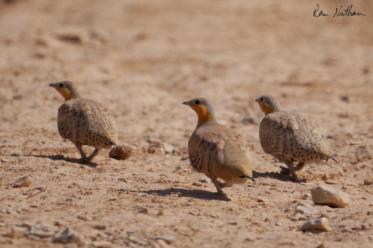 Spotted Sandgrouse - ML645013905