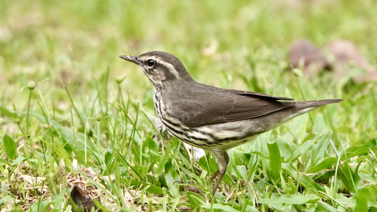 Northern Waterthrush - ML645013907