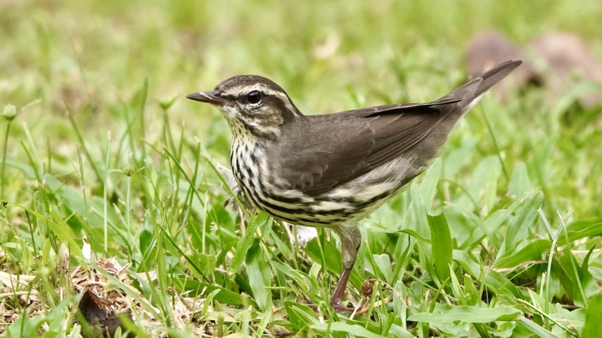 Northern Waterthrush - ML645013908