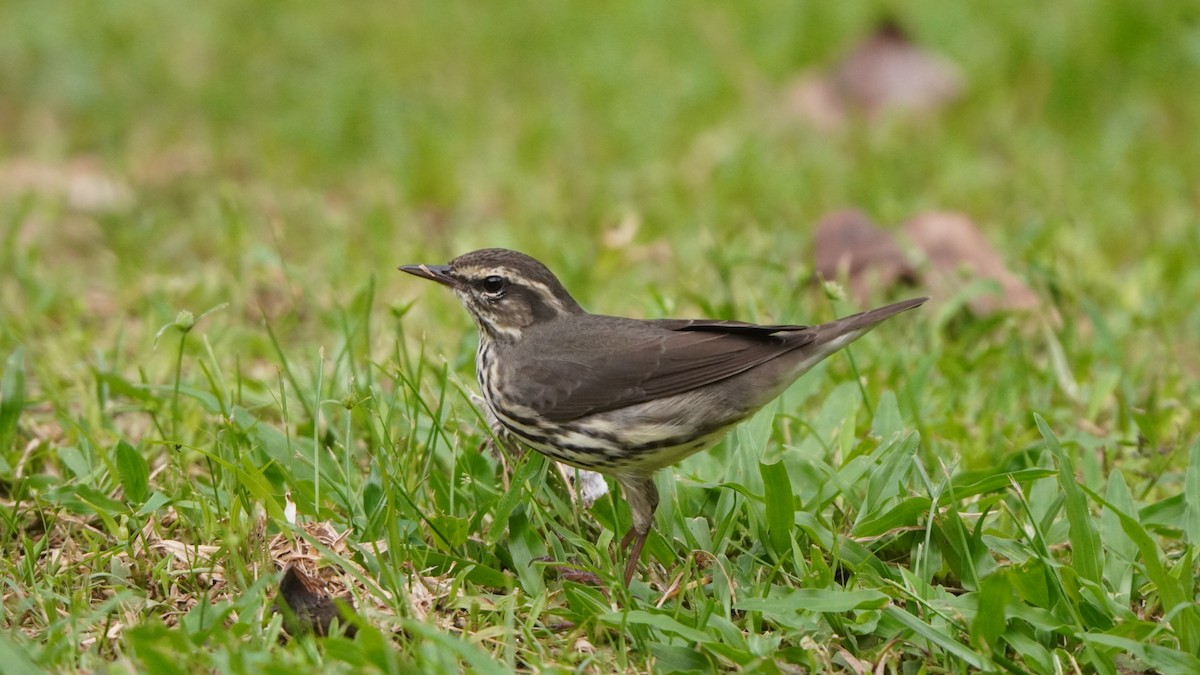 Northern Waterthrush - ML645013909