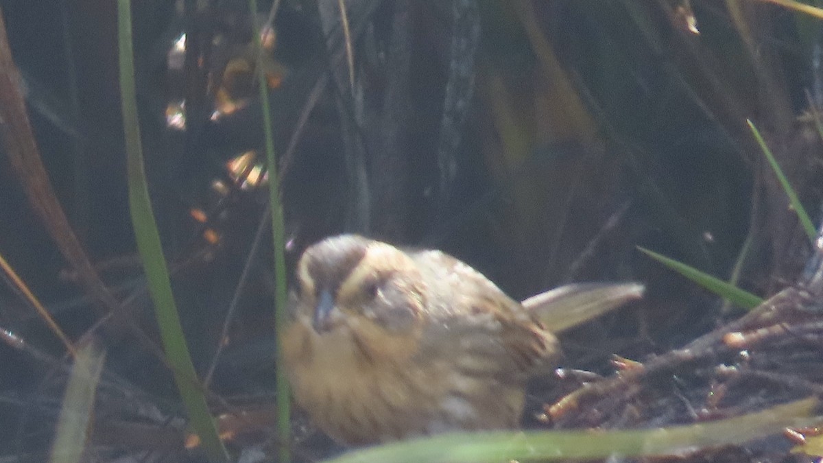 Chingolo de Nelson - ML645013914