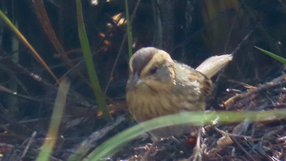 Chingolo de Nelson - ML645013915