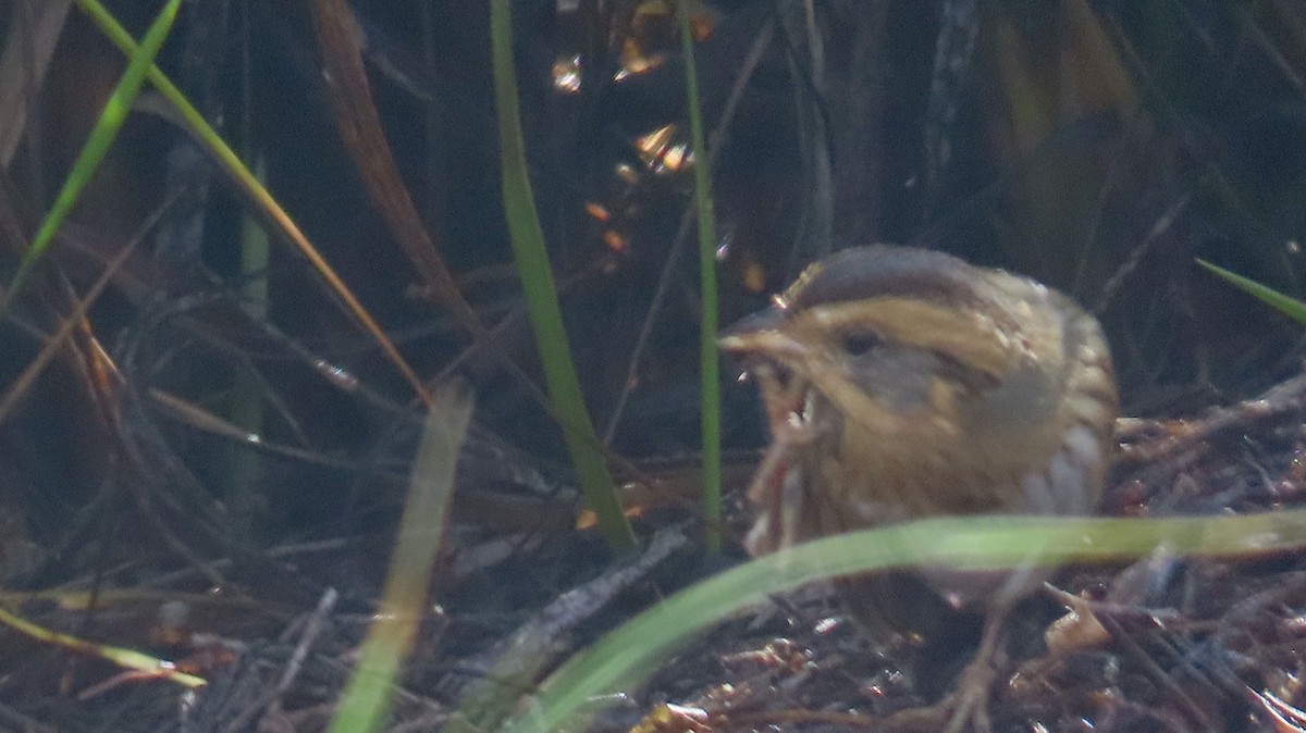 Chingolo de Nelson - ML645013916