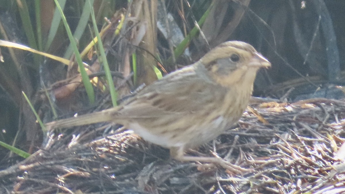 Chingolo de Nelson - ML645013918