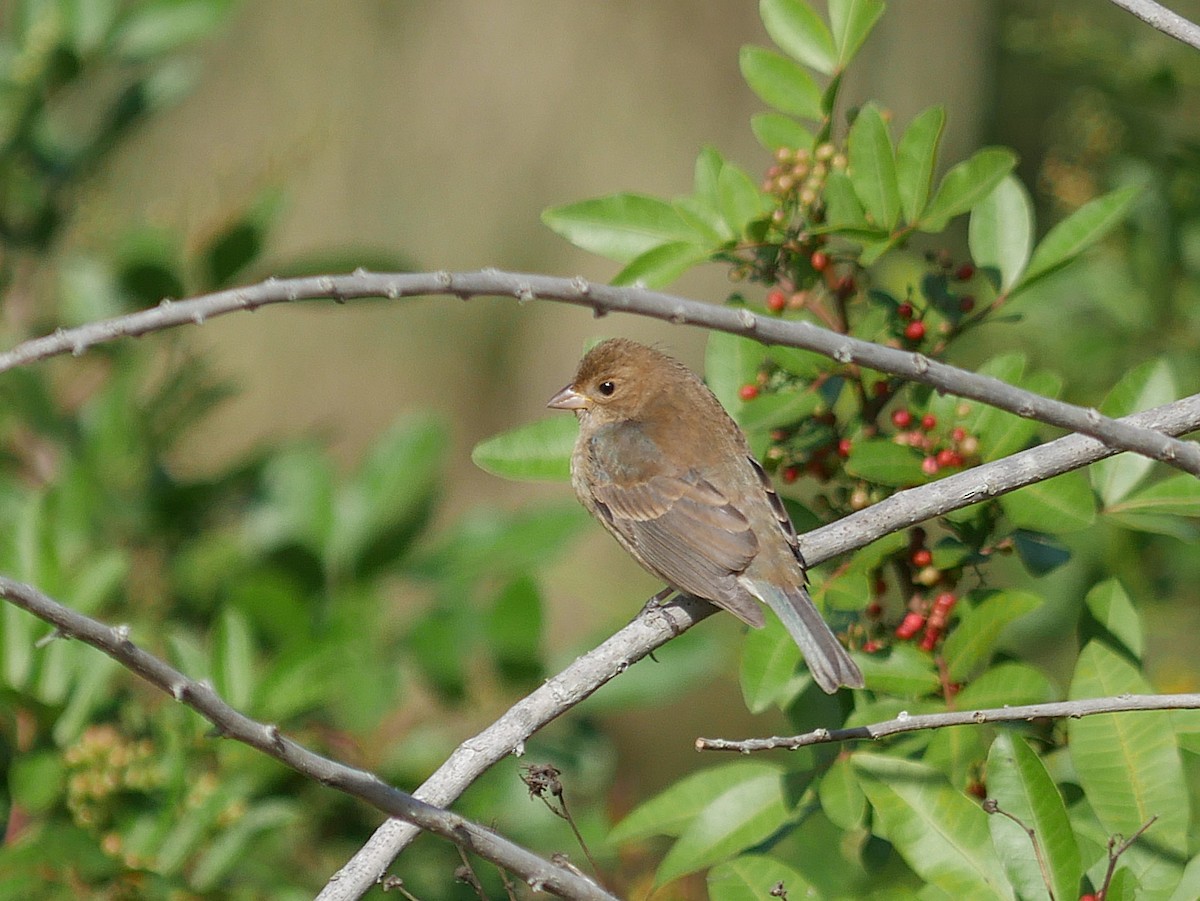 Indigo Bunting - ML645013919